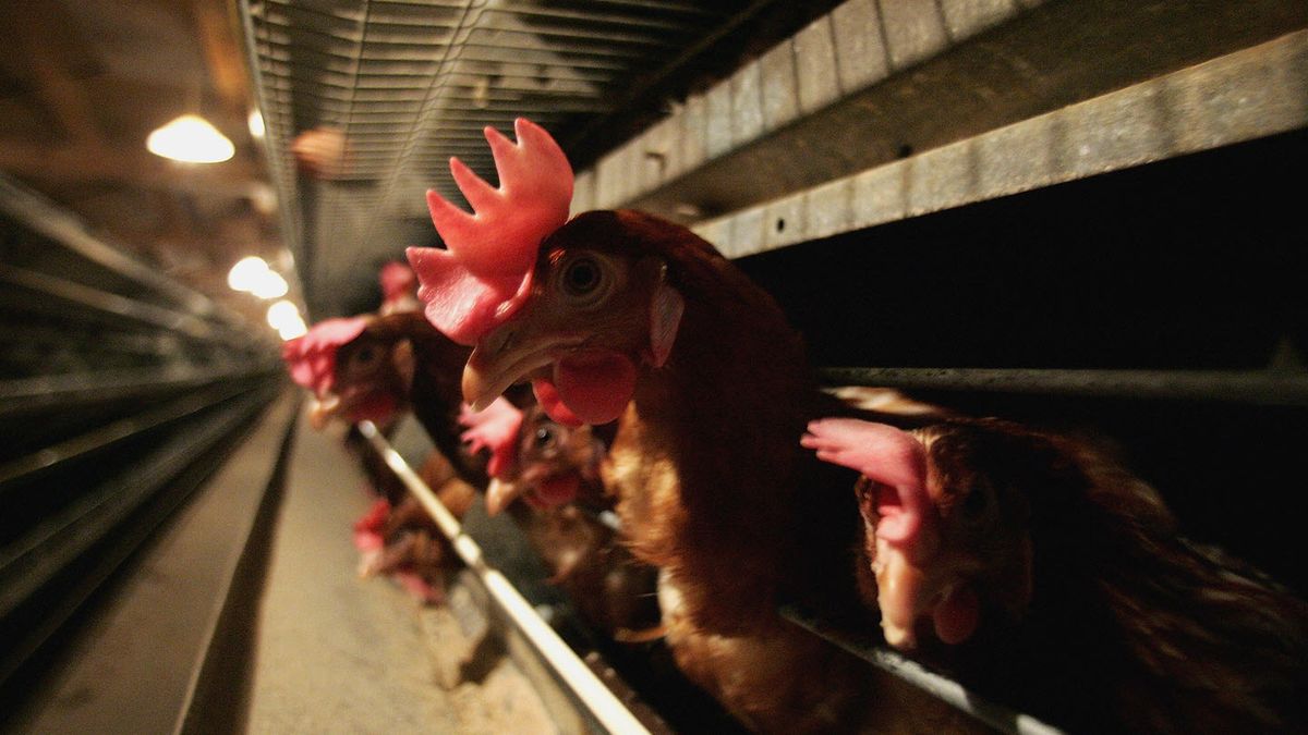 House GOP Attempts to Defund Poultry Regulation Opposed by Their Megadonor