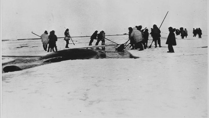 Alaskan Natives Caught in Japan Whale Lobby's Net